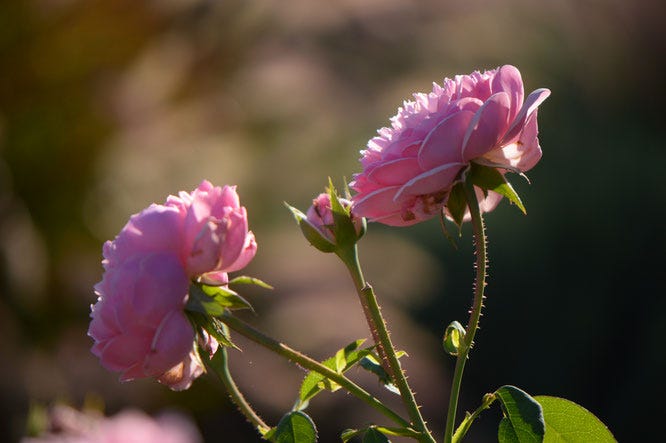 the alnwick rose, rose, english, david austin, small sunny garden, amy myers, desert garden, october