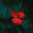 🌑 Fear of an Erotic Planet