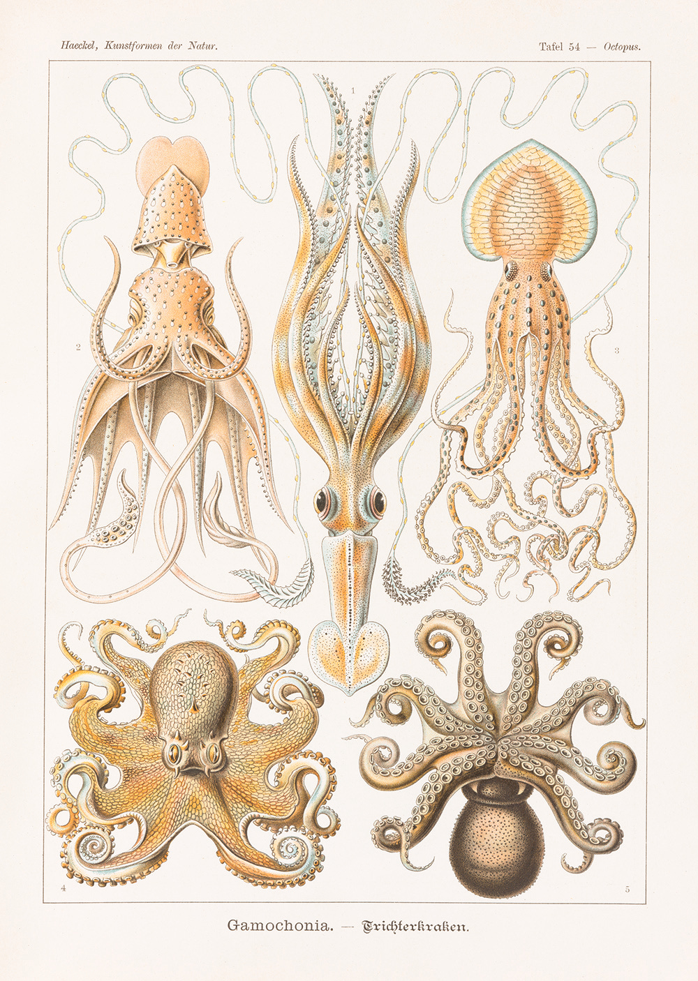 elaborate drawings of octopus and squid by Ernest Haeckel