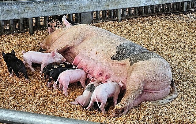 Yorkshire mix sow feeding her 15-day-old piglets at the Orange County Fair, Costa Mesa, California, USA.