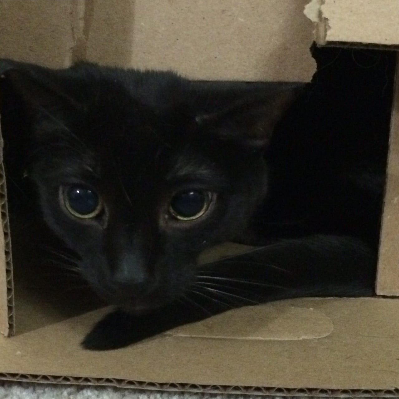 Gizmo Box Glare cats in boxes Gizmo Box Glare cats in boxes