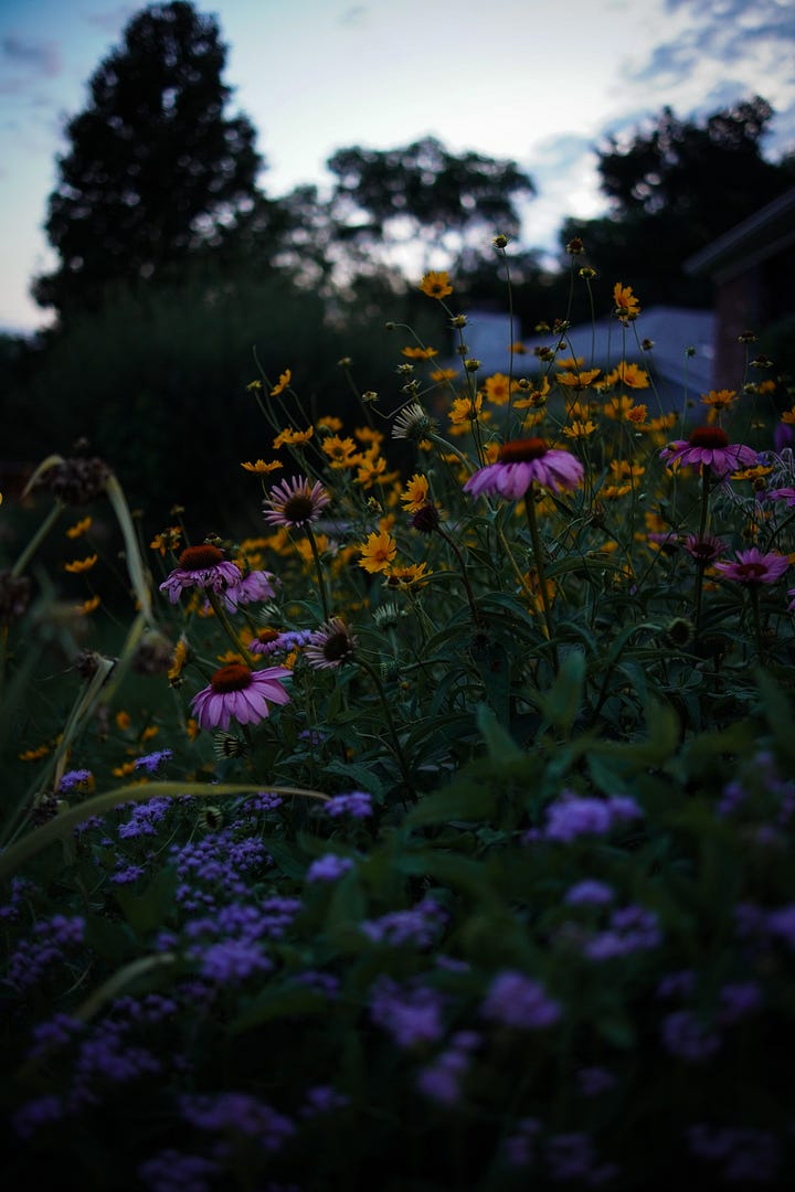 Wild petunias clinging on at dusk and golden yellows, dusty blues and pops of magenta from native wild flowers in the garden