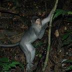 Primatology.net