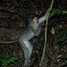 Primatology.net