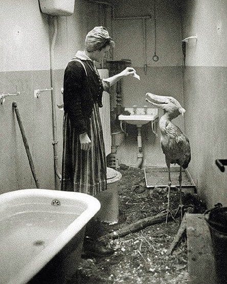r/wwiipics - A Shoe-billed stork being fed after the bombing of the Berlin Zoo during World War 1943.