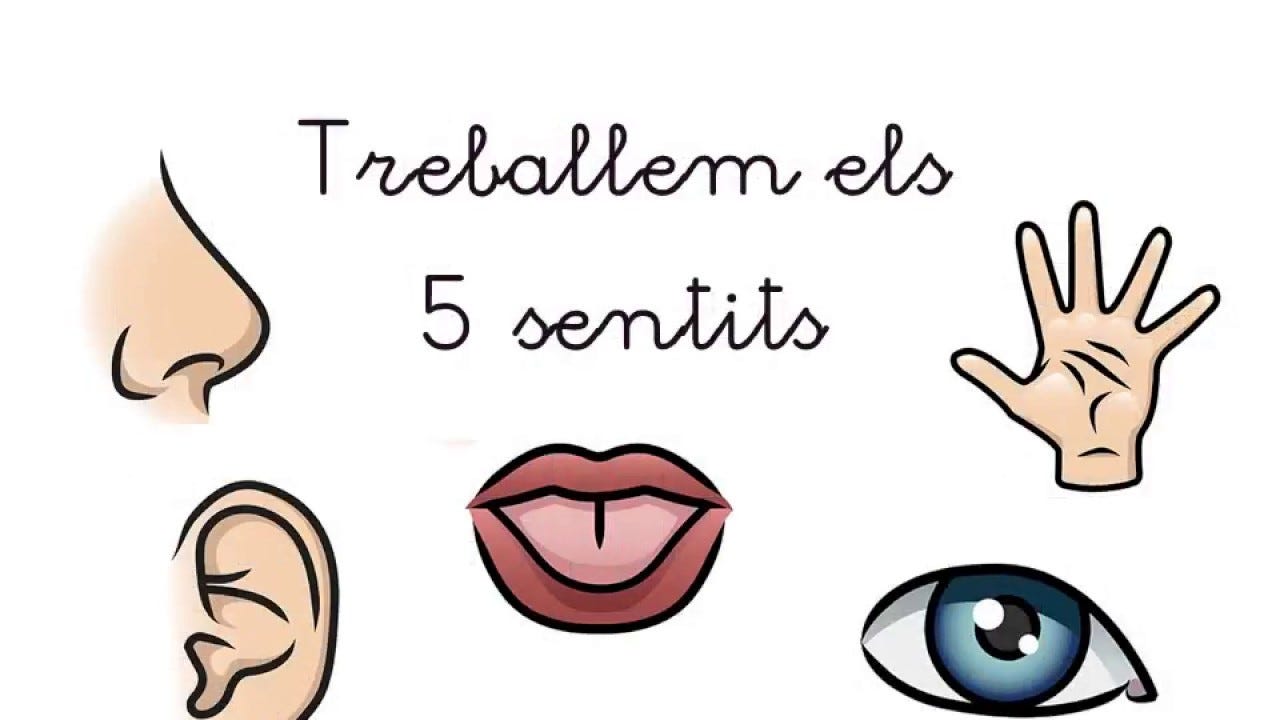 Els 5 sentits! | Escola Serra de Marina