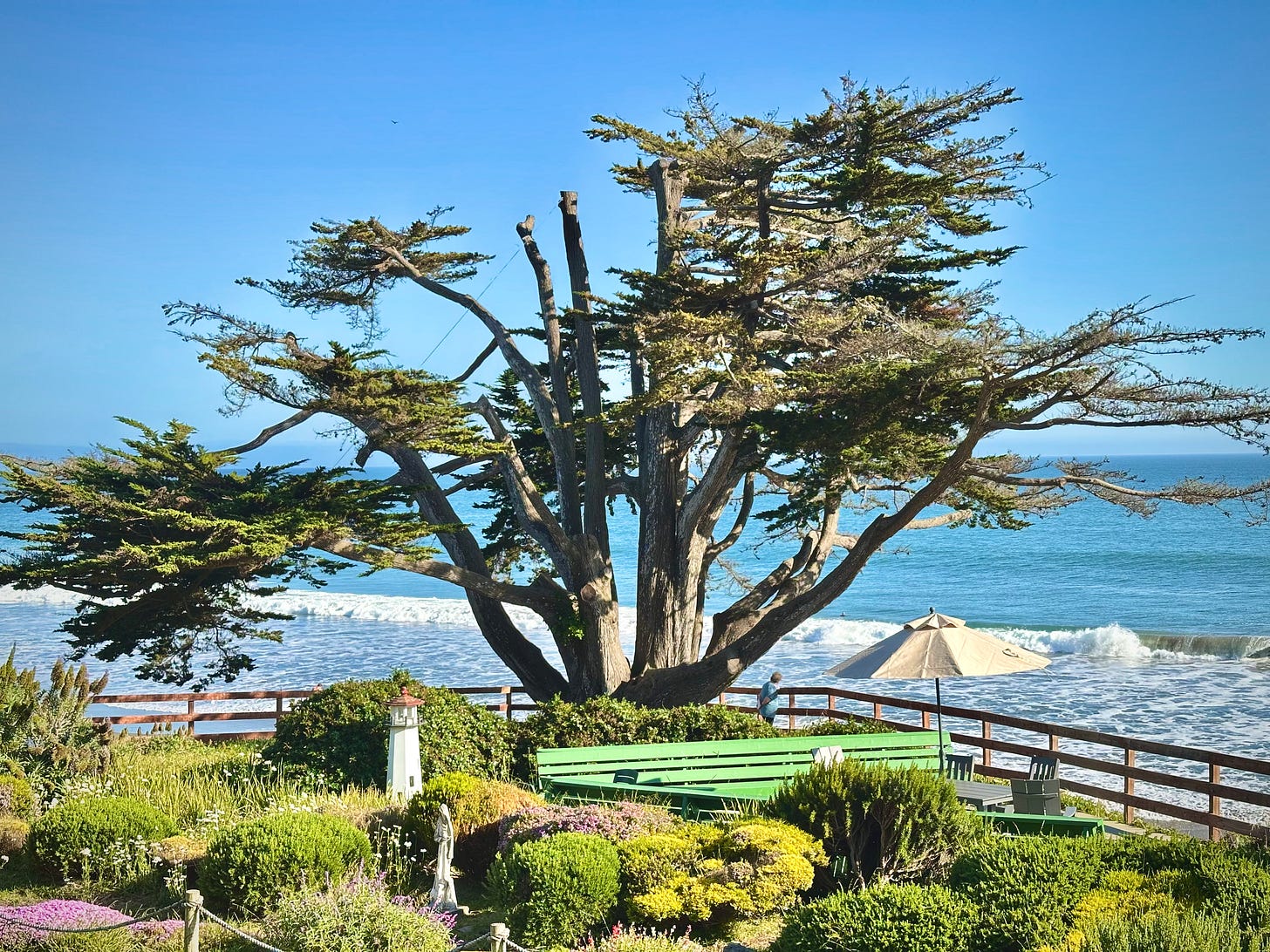 beautiful tree overlooking Pacific Ocean at Maria Villa del Mar