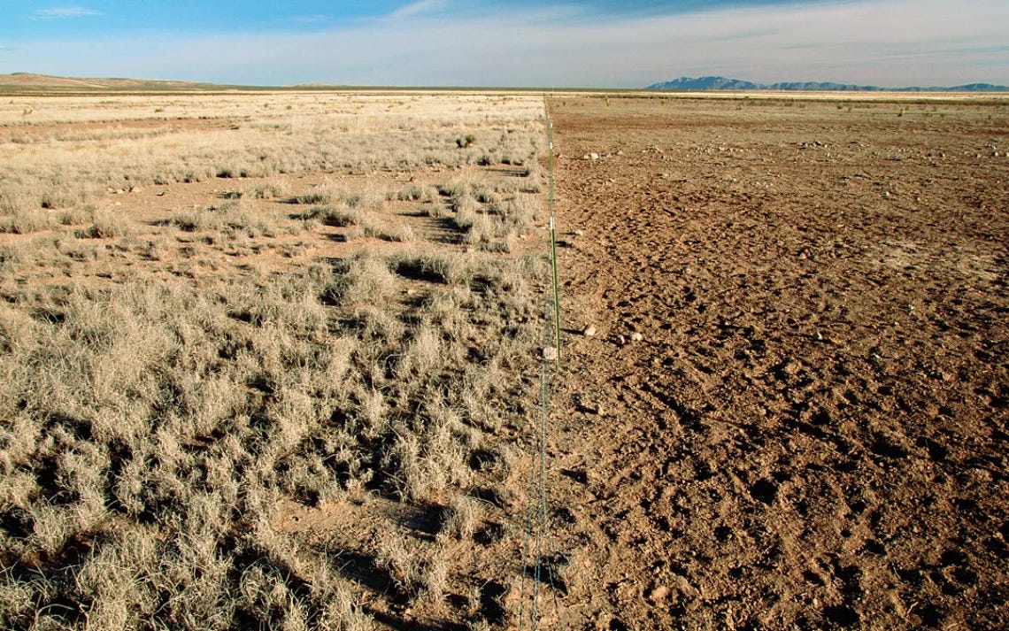 Fence separating over-grazed pasture from native Chihuahuan Desert grassland near Hatch, New Mexico.