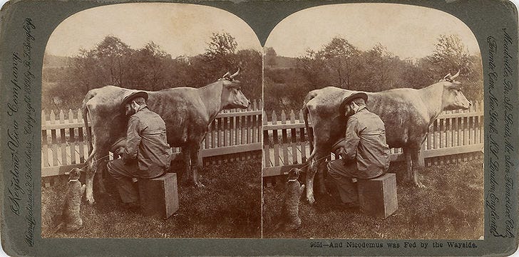 And Nicodemus was Fed by the Wayside - cat being fed by a milked cow stereoscopic image by Keystone View Company, n.d. And Nicodemus was Fed by the Wayside - cat being fed by a milked cow stereoscopic image by Keystone View Company, n.d.
