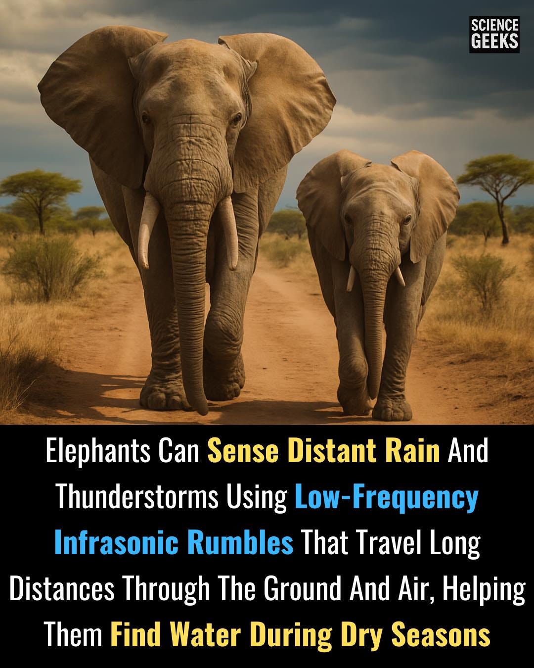Science - 🌩️🐘 Nature's Weather Radar: Elephants! Did you know elephants can hear thunderstorms ...