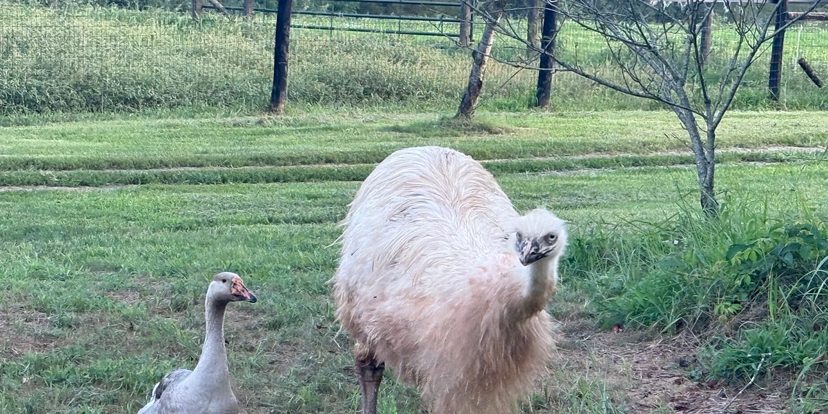 Homesteading: Mid-Summer Rains