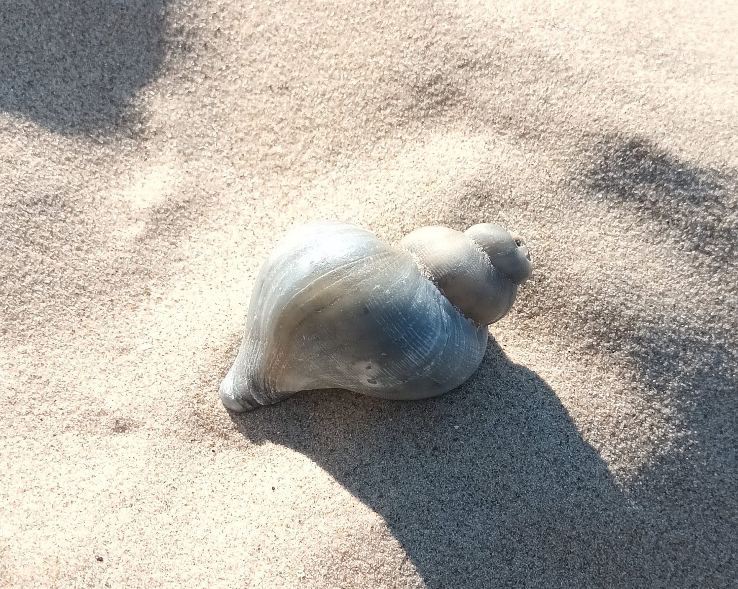 Image shows a smooth grey sea shell on the sand in the sunshine