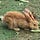 jackalope fortune