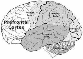 Prefrontal Cortex ... Prefrontal Cortex ...