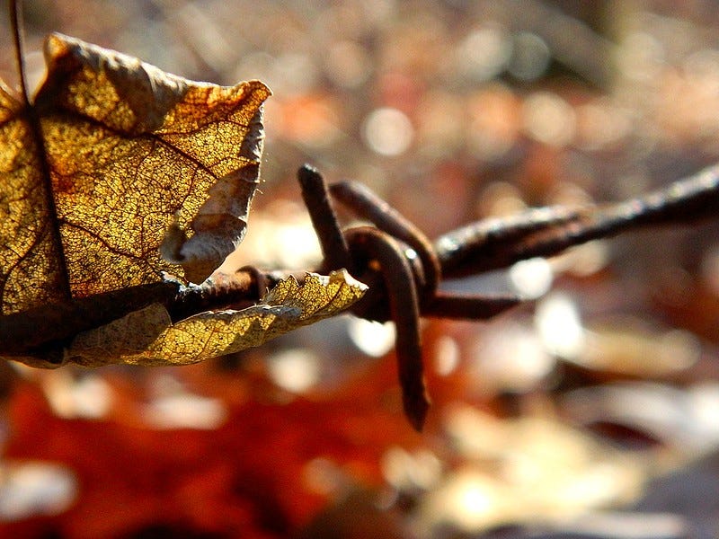 Zoomed in photograph of a dry, yellow leaf entangled with a piece of rusty barbed wire Zoomed in photograph of a dry, yellow leaf entangled with a piece of rusty barbed wire
