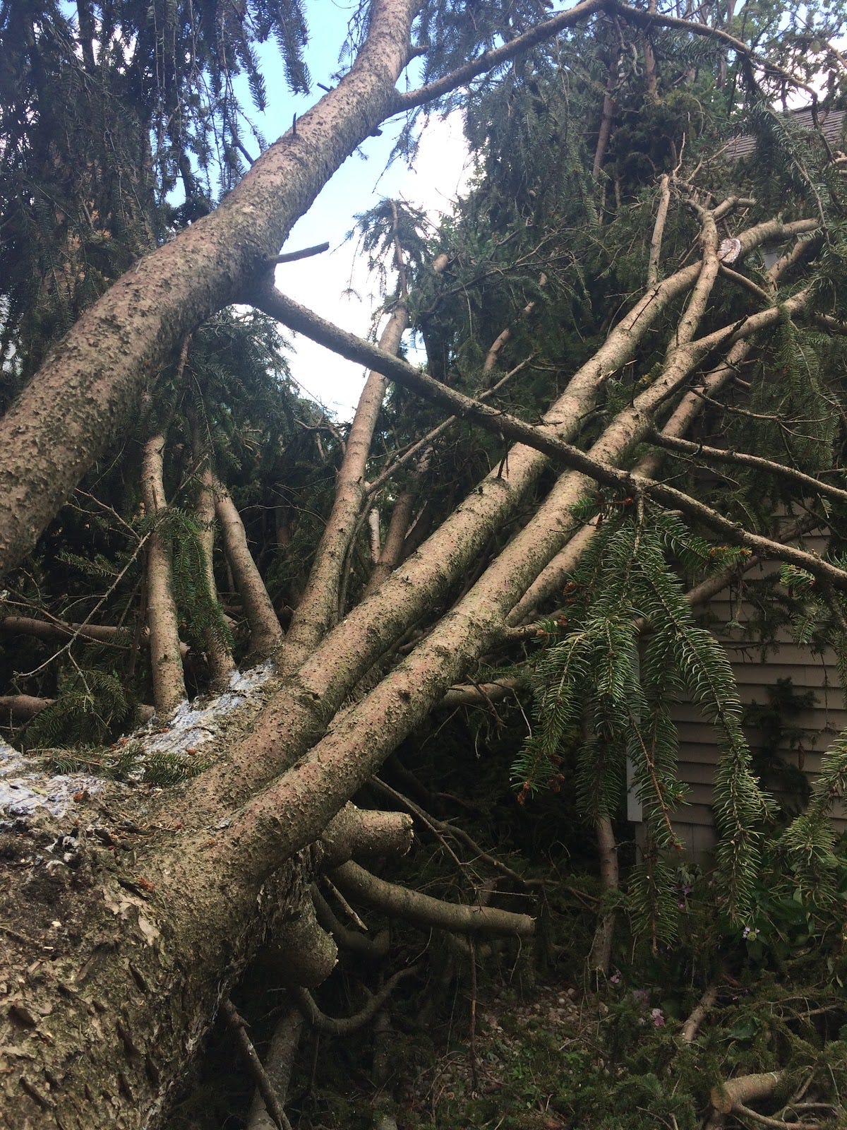 A fallen pine tree