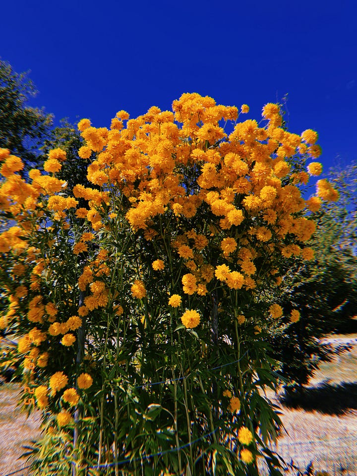 1) From a doc with blue Adirondack chairs, on an ocean inlet, a view of a rocky & grassy cliff where a blue house perches. 2) A large bush of golden yellow flowers on LM Montgomery’s childhood property. 3) A view of the pond, surrounded by greenery, at the Public Gardens in Halifax. 4) A view of the docks at Lunenburg, featuring many boats (including the Bluenose II).