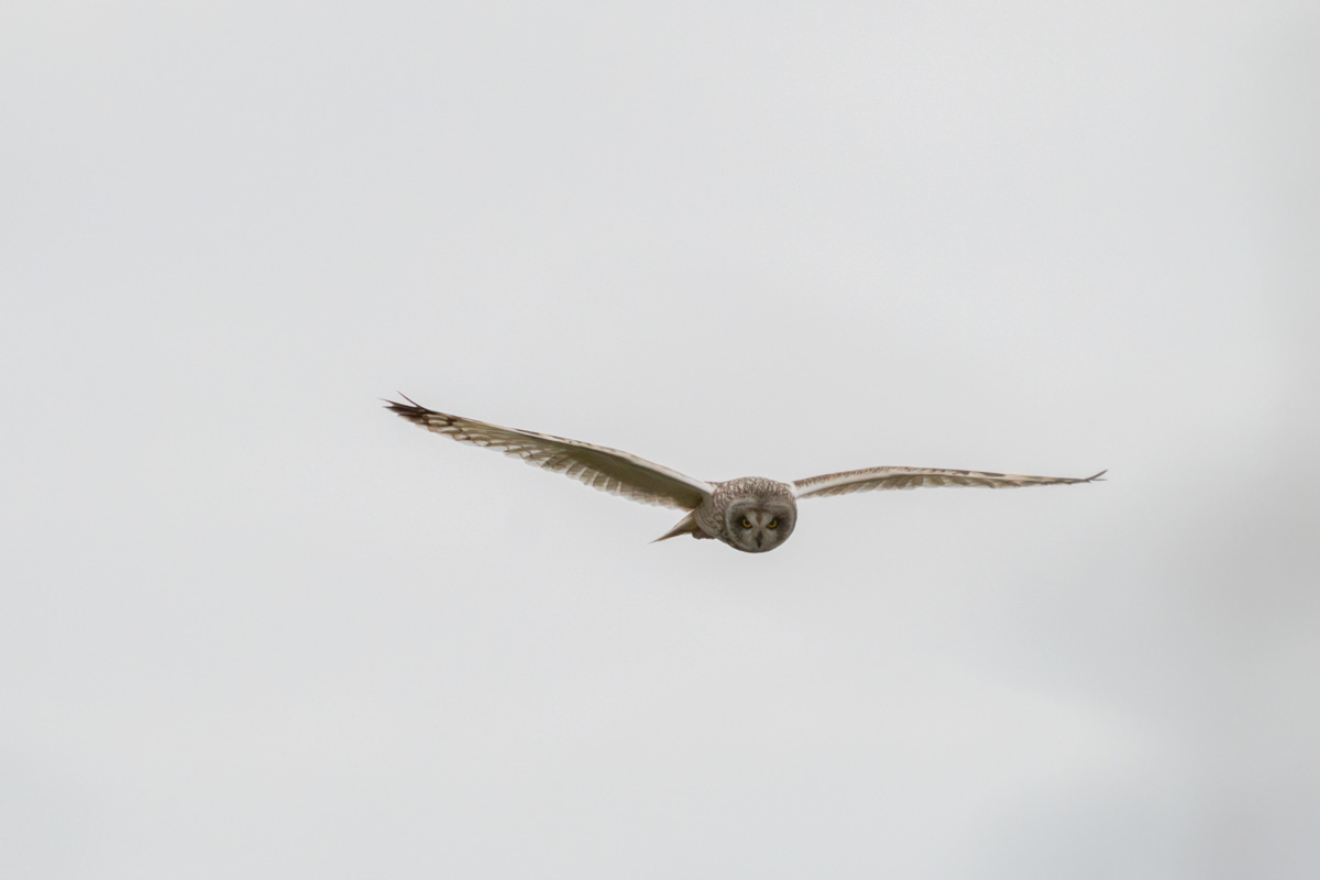 A short-eared owl flying directly at the camera, clear skies behind it, with its large circular face directed at the ground.
