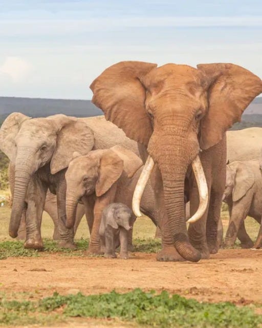 May be an image of elephant