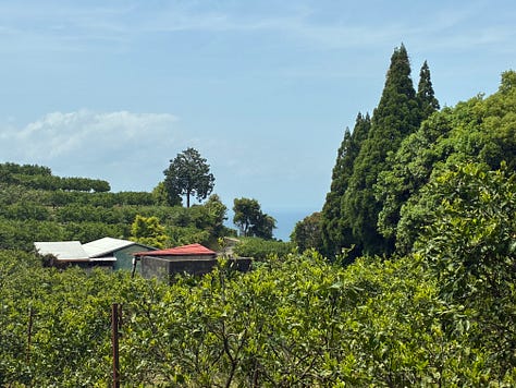A rural Japanese train station, a signpost among leaves, orange orchards and cypress trees