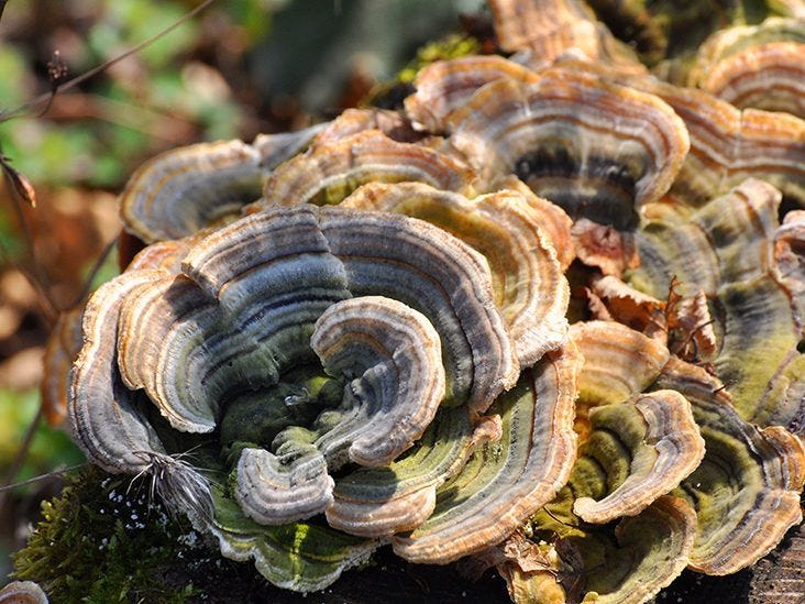Turkey tail mushrooms: Health benefits and safety