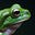 Leapfrog Capital's avatar