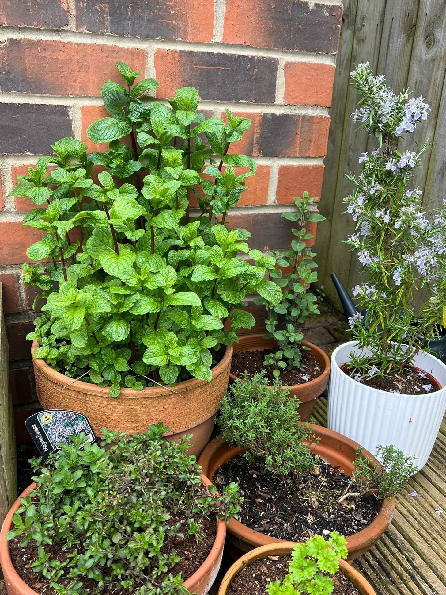 sally rogers garden plants
