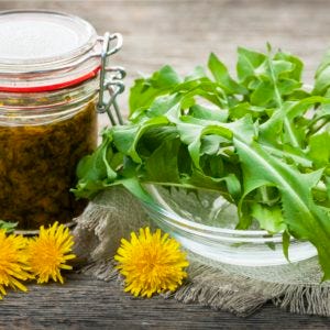 Foraged edible dandelions flowers and greens 