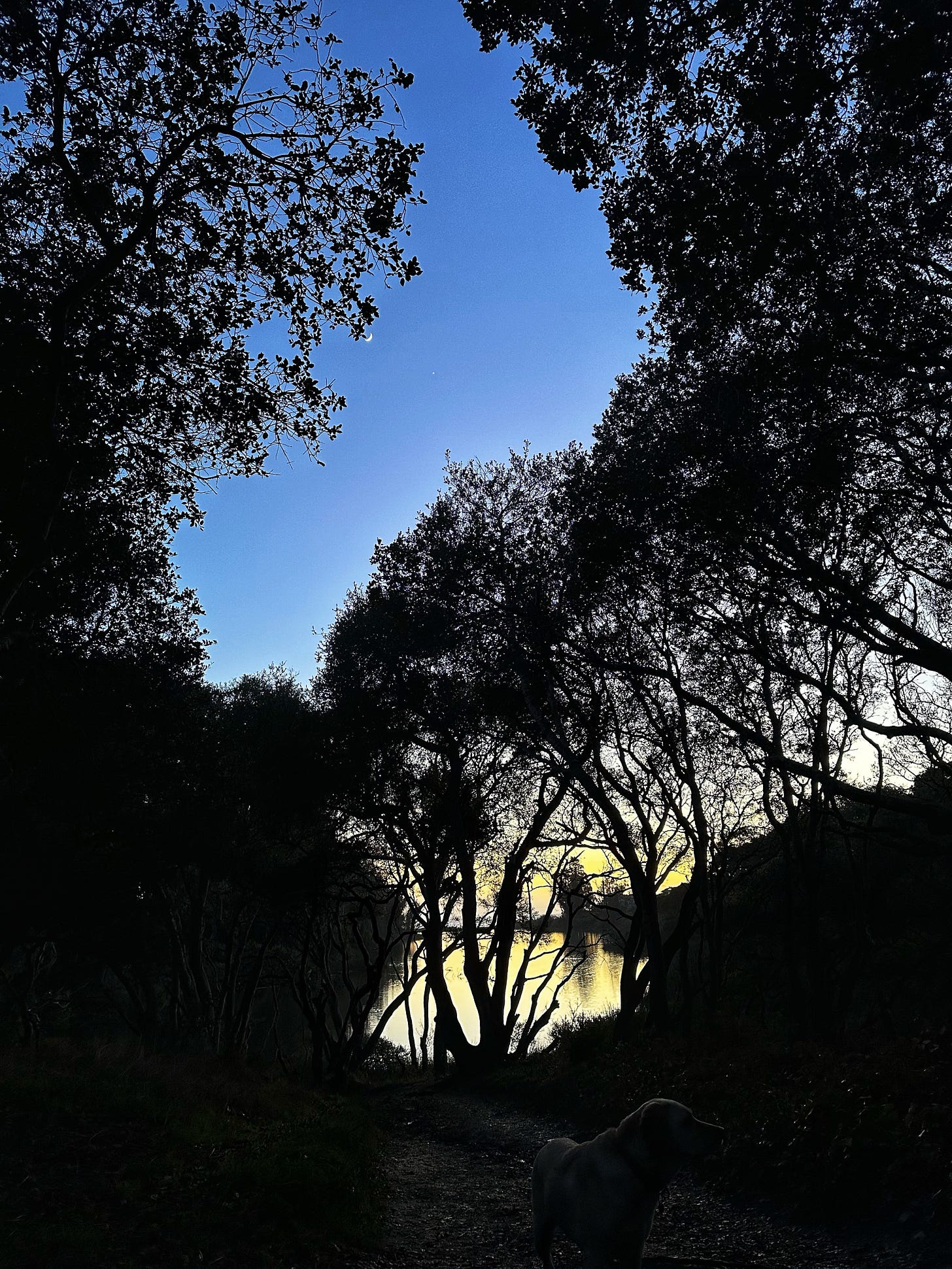 dark trees, blue sky at Schwan Lake Park at dusk