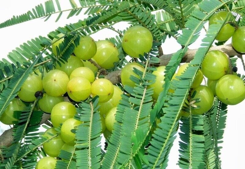 Phyllanthus Emblica Tree 500 Seeds, Indian Gooseberry, Edible Amla Fruit
