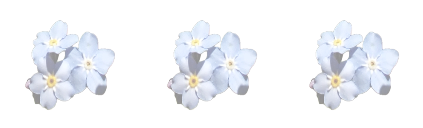 Three sets of semi-transparent, blue periwinkle flowers