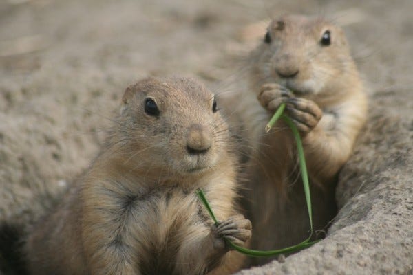 File:Prairie dogs (3042606913).jpg