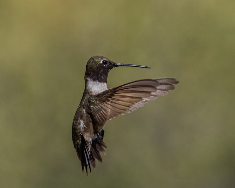 20250901-MaderaCanyon-303-Edit.jpg 20250901-MaderaCanyon-303-Edit.jpg