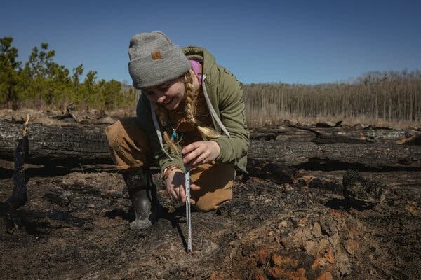 Chellyne Stotts, wearing a gray beanie, an olive hooded sweatshirt, light brown pants and dark boots, kneels on the ground, using a measuring tape against a thin seedling. A downed tree lays on its side behind her.