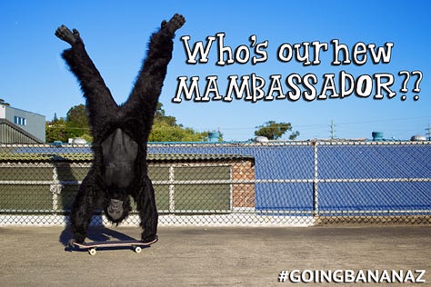 Man in gorilla suit skateboarding on hands along a beach path.