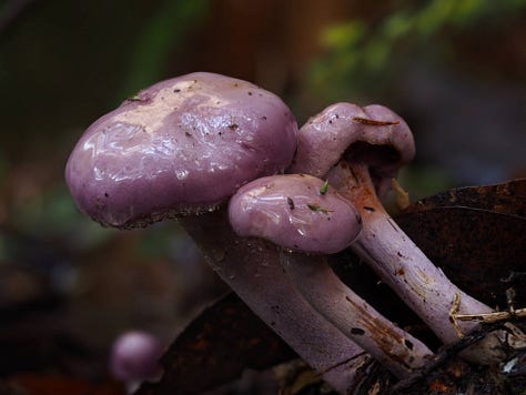 Phlegmacium sp. 'Eucalypt purple'
