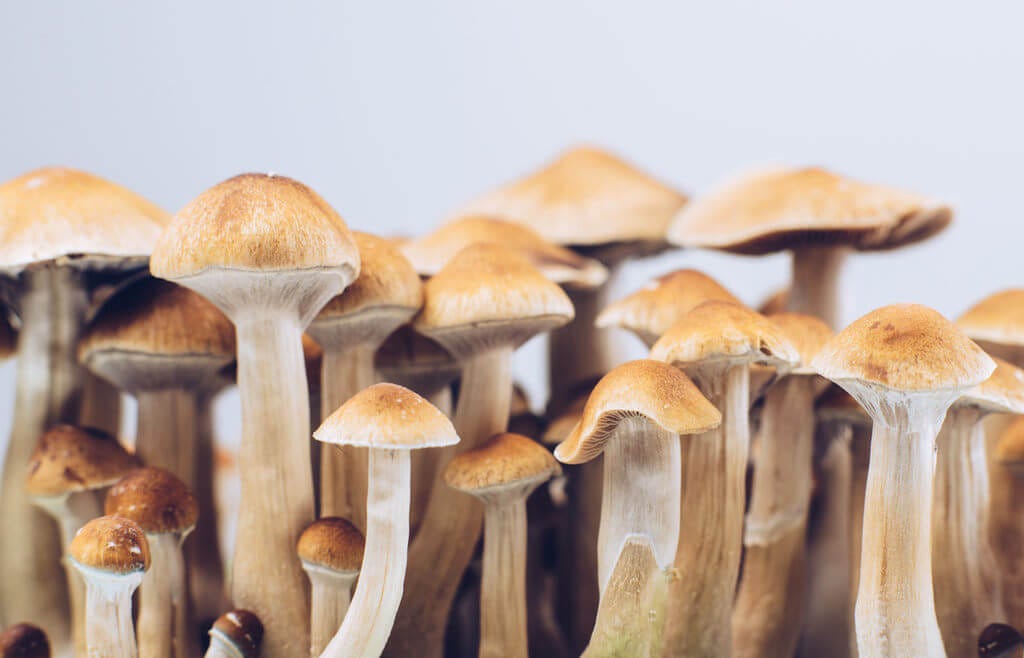 O que são cogumelos alucinógenos? | Grupo Recanto