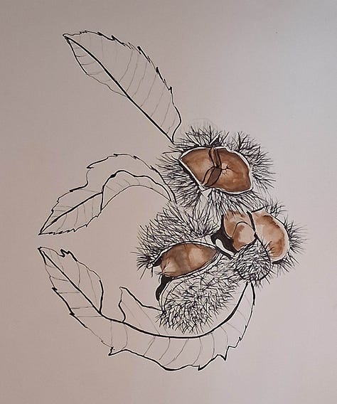 Watercolours and drawings of Autumnal leaves and tree fruit from classes with ELizabeth Tomkins..