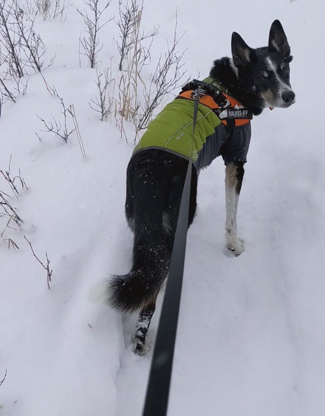 Dog on Leash