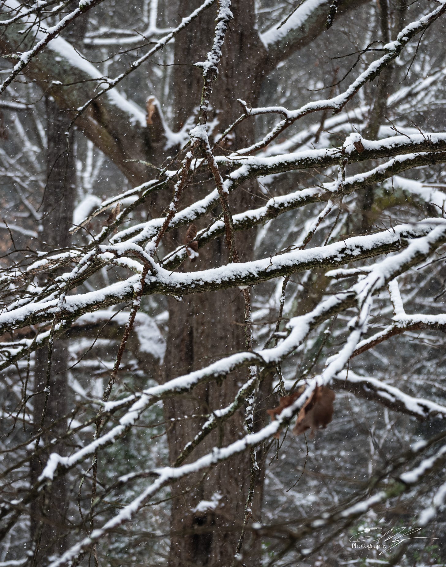 Snow settling on tree branches in Athens, Ga
