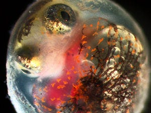 killifish_embryo_525
