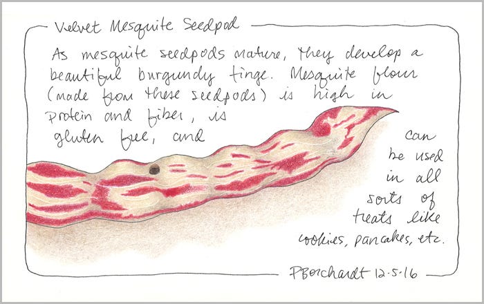 Velvet Mesquite Seedpod, 2016 (colored pencil & pen)