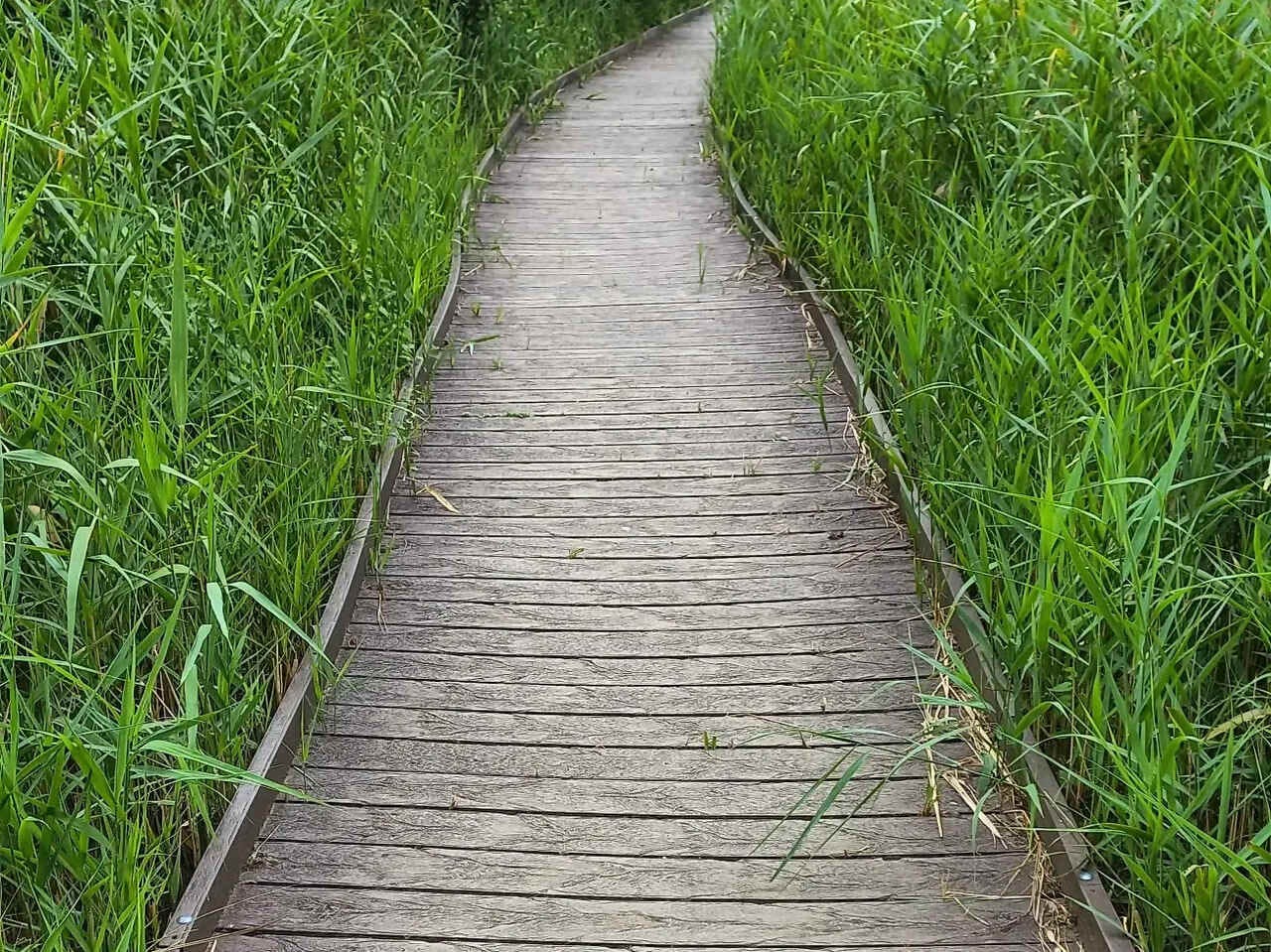 Footpath through a reed bed