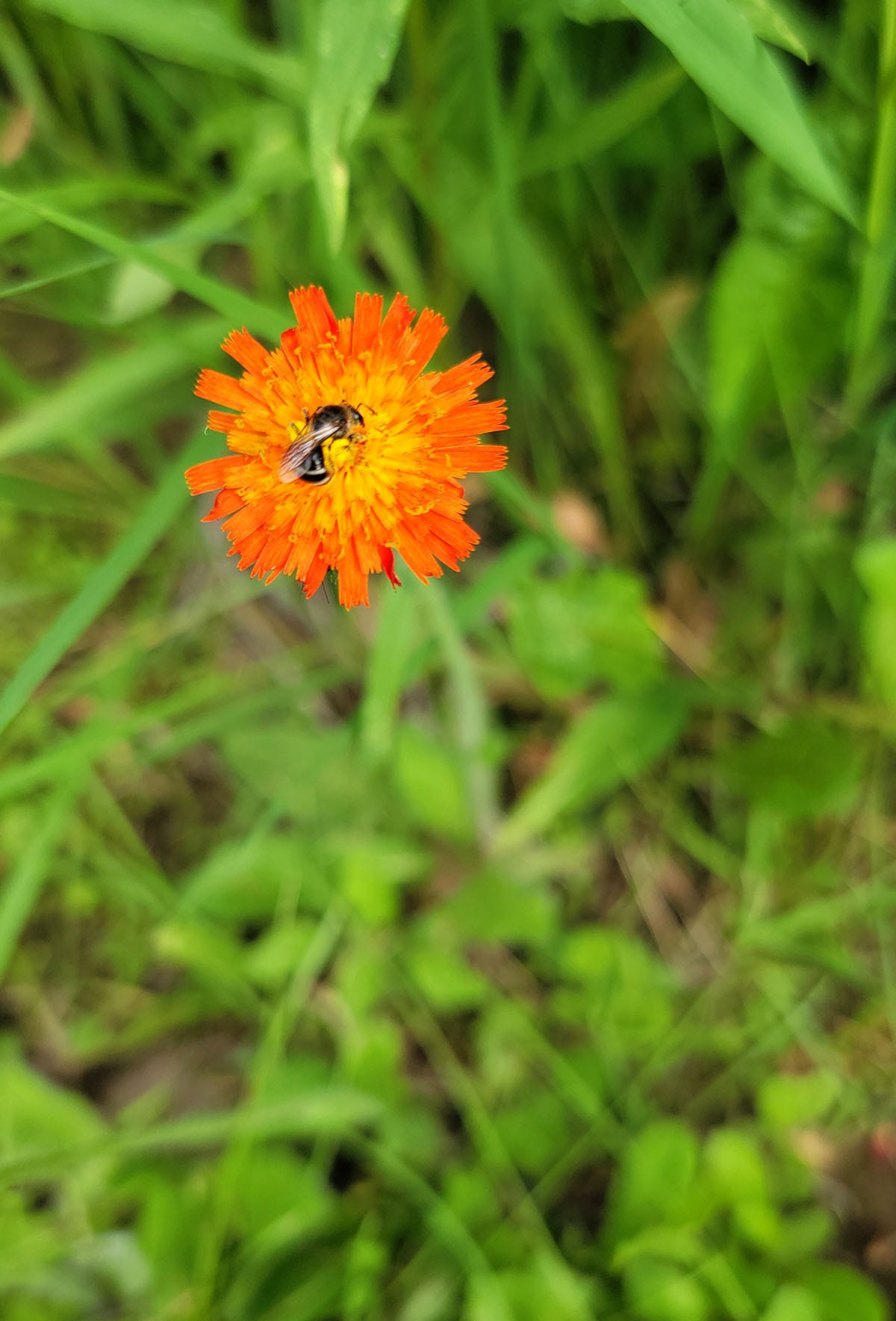 A hawkweed flower with a bee on it. 