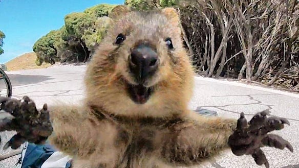 World's happiest animal', the quokka, becomes the most popular tourist attraction at Australia's Rottnest Island World's happiest animal', the quokka, becomes the most popular tourist attraction at Australia's Rottnest Island