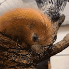 History's Limpdickest Dictator. Tabs, Tues., June 10, 2025