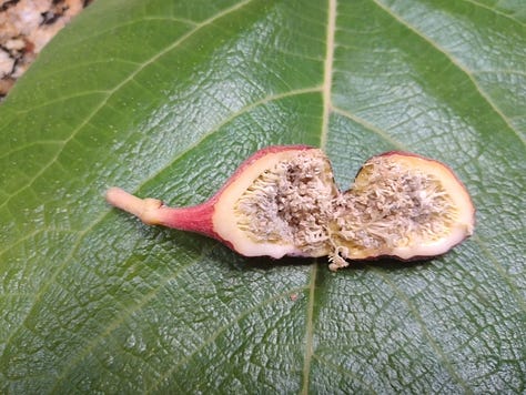Ficus Palmata "icebox" Caprifig - Male Fig (Notice pollen inside instead of being juicy)