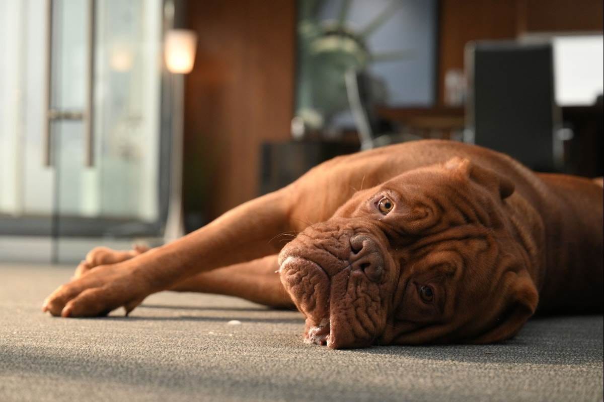 Exclusive Clip from "Turner & Hooch" Episode 6 - "The Fur-gitive" -  LaughingPlace.com