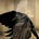 Raven White Dove's avatar