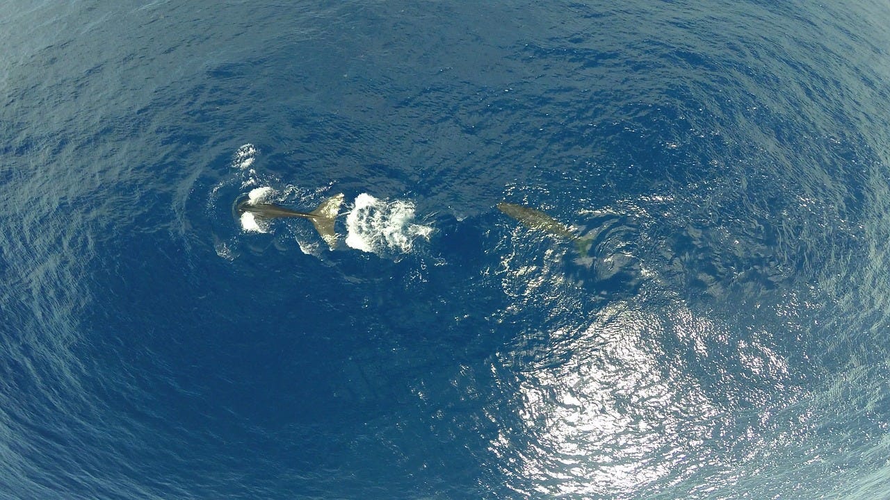 An overhead shot of two sperm whales swimming in the ocean